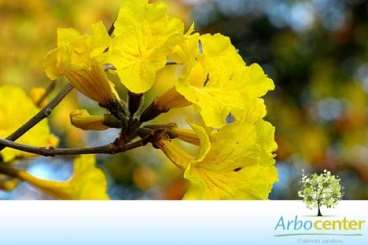 Ipe amarelo cascudo / ipe-dourado