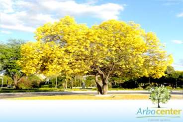 Ipe amarelo do cerrado / craibeira