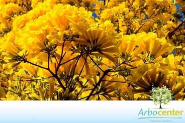 Ipe amarelo / ipe-amarelo-do-cerrado