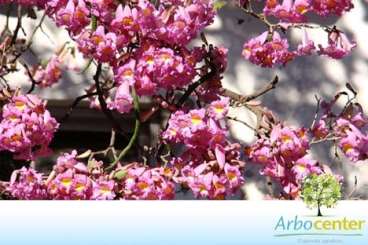 Ipe rosa / ipe roxo-sete-folhas (tabebuia heptaphy
