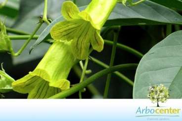 Ipe caroba de flor verde