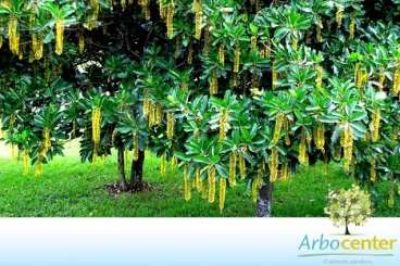 Lofantera / chuva de ouro / lofantera-da-amazonia