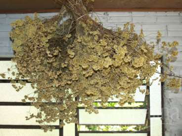 Macella / marcela - achyrodine satureioides