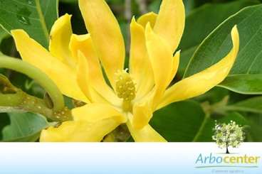 Magnólia amarela (michelia champaca)
