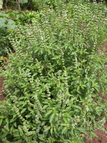 Manjericao limao” - ocimum basilicum