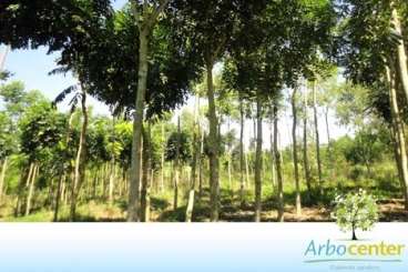 Mógno africano / caobá