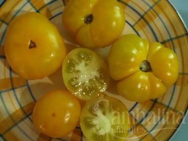 Tomate old yellow candystripe
