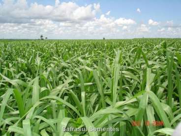 Panicum maximum cv. mombaca revestida