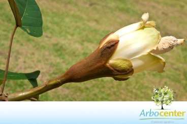 Pau de balsa (ochroma pyramidale)