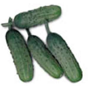 Pepino picles (conserva)