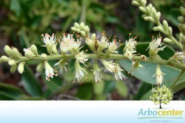 Perobinha / chapadinha (acosmium dasycarpum)