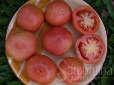 Tomate pink ponderosa