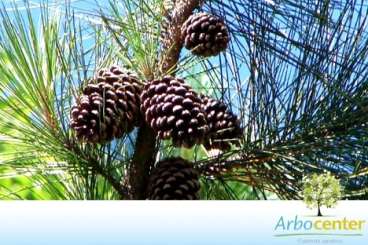 Pinus (pinus elliottii englem var. elliotti)