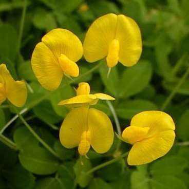 Sementes de amendoim forrageiro para jardinagem e