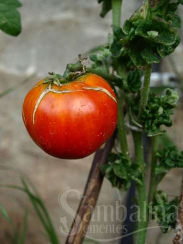 Tomate stick