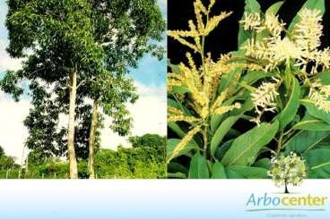 Tachi / novateiro-branco (triplaris surinamensis)