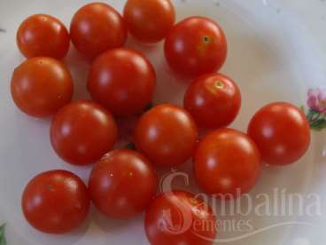 Tomate tess land race currant