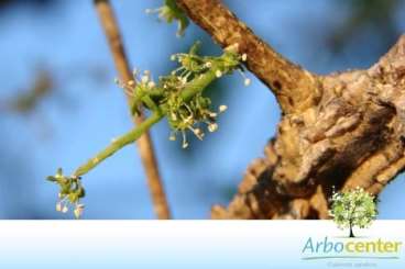 Tinge cuia (agonandra brasiliensis miers ex ben.