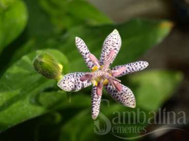 Tricyrtis hirta - lirios dos sapos