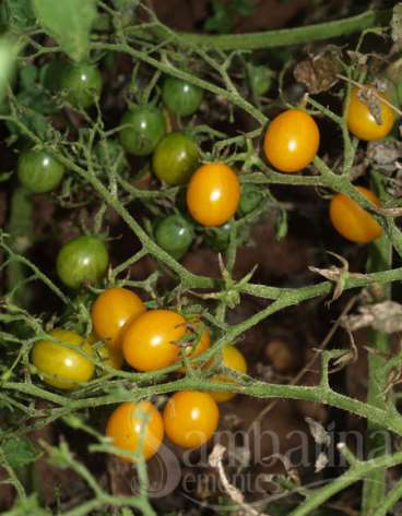 Tomate yellow grape