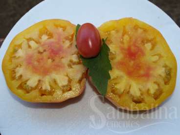Tomate yellow wi red stripes inside