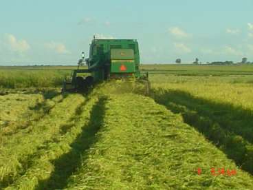 Espalahador de plahas bandeirante